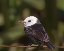 Arundinicola leucocephala