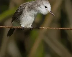 Arundinicola  leucocephala (hembra)