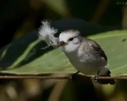 Arundinicola  leucocephala (hembra)