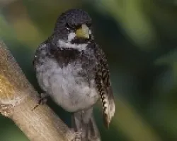 Sporophila caerulescens