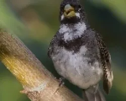 Sporophila caerulescens
