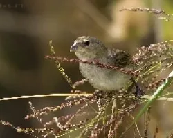 Sporophila caerulescens hembra