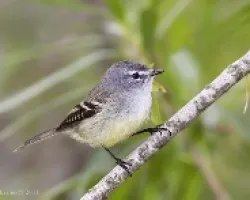 Serpophaga griseiceps