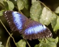 Morpho achilles achillides