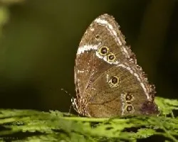 Morpho achilles achillides