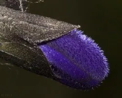 Un pimpollo