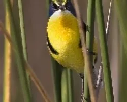 Tachuris rubrigastra