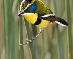 Tachuris rubrigastra