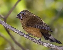 Cyanocompsa brissonii
