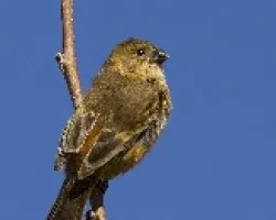 Sporophila collaris