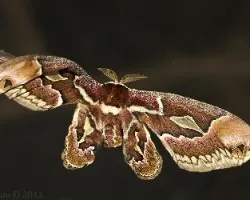 Rothshildia arethusa