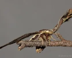 Rothshildia arethusa