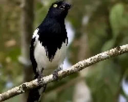 Cissopis leveriana