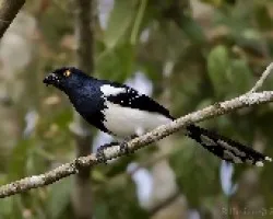 Cissopis leveriana