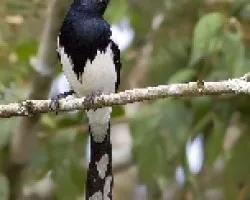 Cissopis leveriana