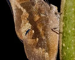 Memphis moruus coerulescens