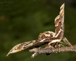 Rothshildia arethusa