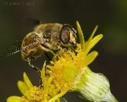 Eristalis tenax