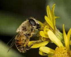 Eristalis tenax