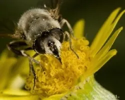 Eristalis tenax