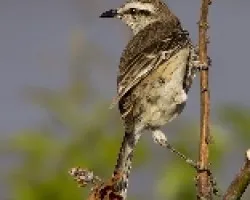 Mimus saturninus