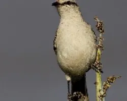 Mimus saturninus