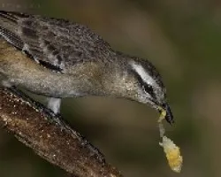 Mimus saturninus