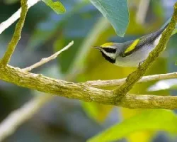 Vermivora chrysoptera