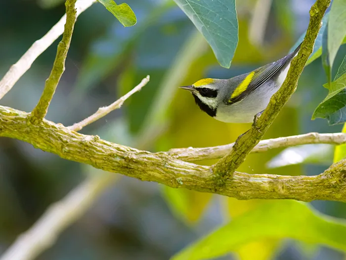 Siquiares, Turrucares de Alajuela