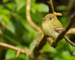 Empidonax flavescens