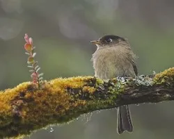 Empidonax atriceps