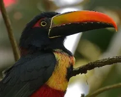 Pteroglossus frantzii