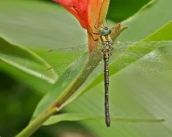Libélula