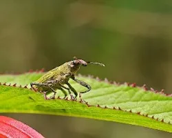 Gorgojo