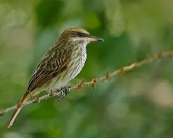 Myiodynastes maculatus