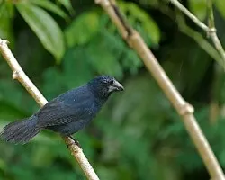 Cyanocompsa cyanoides