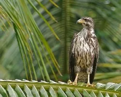 Buteogallus subtilis