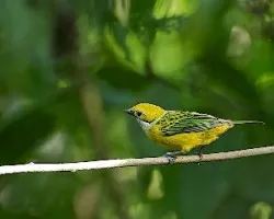 Tangara icterocephala