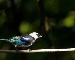 Tangara larvata