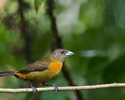 Ramphocelus costaricensis