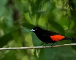 Ramphocelus costaricensis (macho)