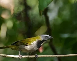 Saltator maximus