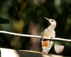 Melanerpes rubricapillus