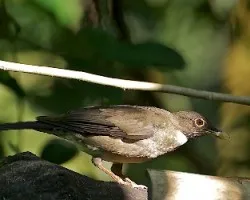 Turdus assimilis