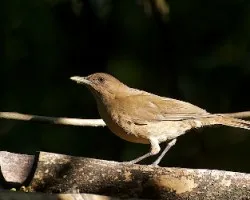 Turdus grayi