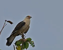 Milvago chimachima