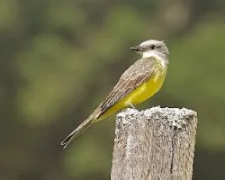 Tyrannus melancholicus