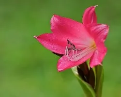 Flor Jardines Wilson