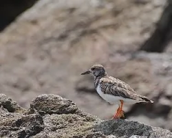 Arenaria interpretes