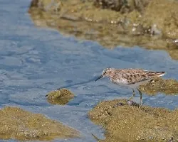 Calidris minutilla